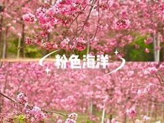 -天适樱花悠乐园