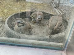 -青藏高原野生动物园