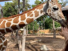 -清迈夜间动物园