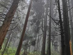 -武陵山森林公园