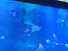 -烟台海昌鲸鲨海洋公园