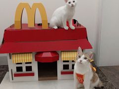 -博特宠物医院24h犬猫全科.骨科·异宠