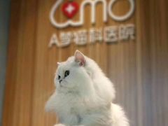 -御宝贝·A梦猫科宠物医院(国际猫友好医院)