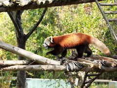 -青岛森林野生动物世界
