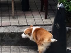 -小梁哥云吞面(黄贝岭店)