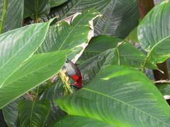 -植物园哈利亚餐厅