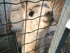 -意大利农场度假村