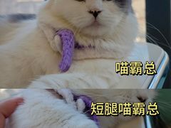 -怪兽屋·羊驼·猫咖·狗咖(俊华广场店)