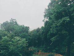 -阳台山森林公园
