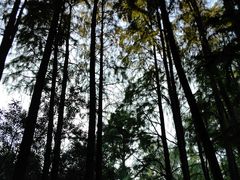 -上海共青森林公园