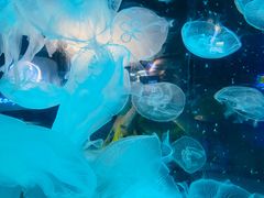 -青岛海底世界-水族馆