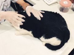 -宠爱国际动物医院· 猫科· 外科·中兽医(长白店)