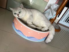 -安安宠医宠物医院·异宠·犬猫内科(岳阳分院)