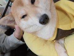 -逗柴咖啡屋·狗咖猫咖宠物桌游