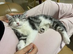 -宠物星动物医院·眼科·异宠·猫科(江南大道总院)