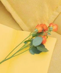 -Oasis Beauty水磨坊科技美肤中心