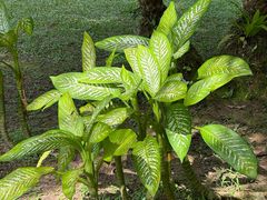 -中国科学院西双版纳热带植物园