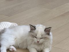 -东方名猫馆·英短金渐层布偶猫舍(环线广场1号楼店)