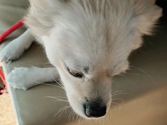 -宠颐生中康贝怡动物医院