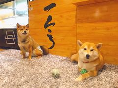 -柴务处·柴犬主题狗咖