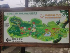 -西双版纳原始森林公园