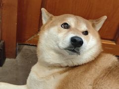 -啡语