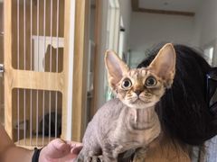 -山宅一喵德文卷毛猫舍