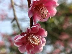 -香雪海