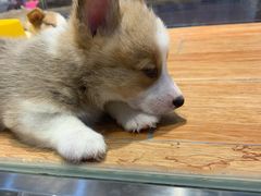 -狗道宠物(常熟印象城店)