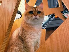 -MOCHA明星猫咖(田子坊店)