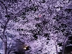 -西北湖绿化广场