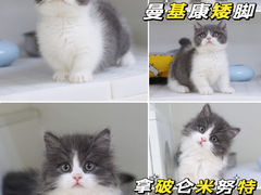 -lincat·猫舍(广州店)