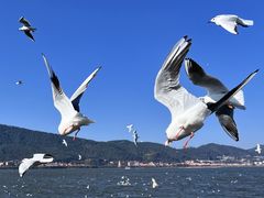 -海埂大坝