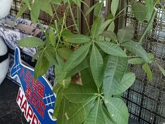 -悦百味·品质川菜(橄榄郡店)