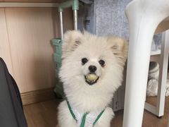 -瑞鹏宠物医院·骨科·猫科·内科(第一中心)