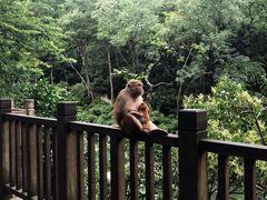 -黔灵山公园