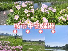 -洋湖国家湿地公园