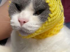 -中农国际动物医院24小时·猫科·骨科·急重症中心