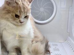-momokira米努特·德文卷毛猫·棉花面纱犬
