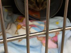 -艾贝尔宠物医院·狂犬免疫点(江山金象城店)