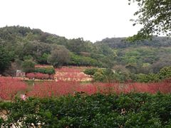 -南国桃园旅游度假区