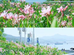 -玫瑰海岸文化旅游度假区