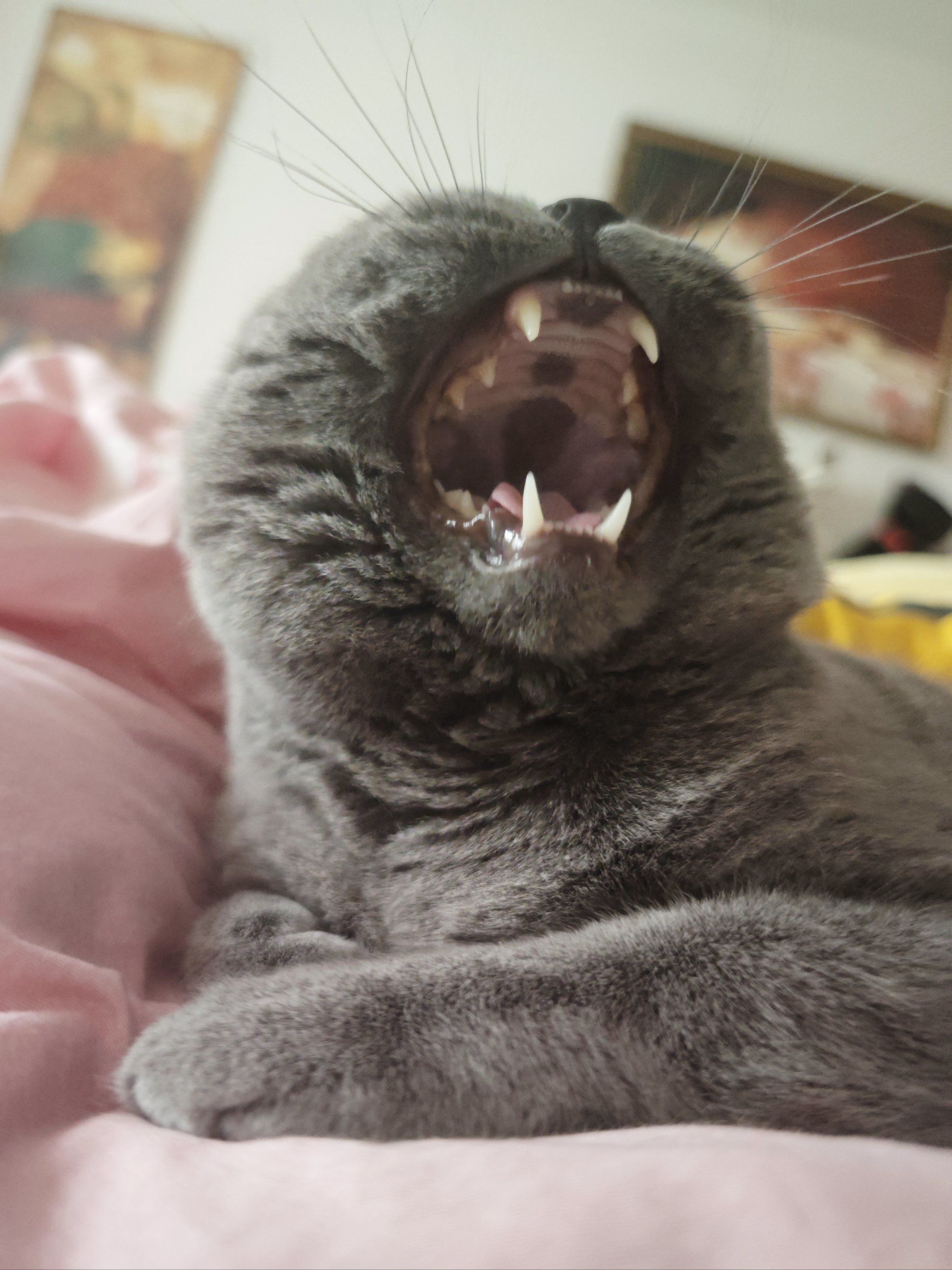 你家猫打哈欠是什么样的