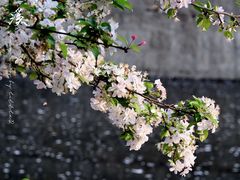 -海棠花溪(元大都城垣遗址公园)