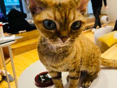 -啵啵喵·猫咖(攀华国际店)