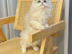 -猫十亿·布偶金渐层·曼基康矮脚猫舍(青年路店)