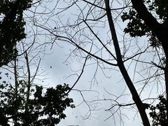 -重庆市江北嘴中央商务区中央公园