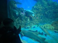 -芜湖新华联大白鲸海洋公园