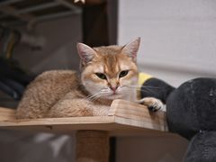 -逗柴咖啡屋·狗咖猫咖宠物桌游