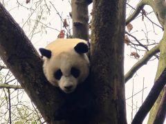 -都江堰中华大熊猫苑